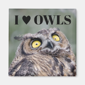 I Love Owls Magnet