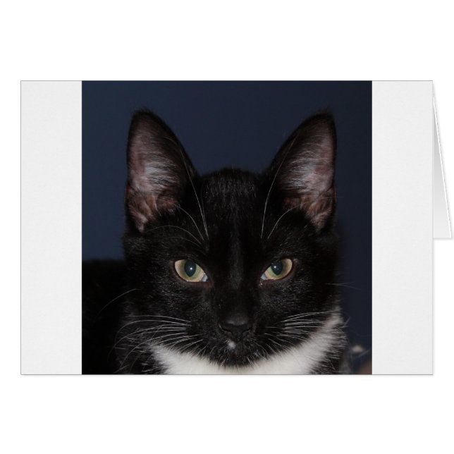 I LUV CATZ HÄLSNINGSKORT (Framsidan Horizontal)