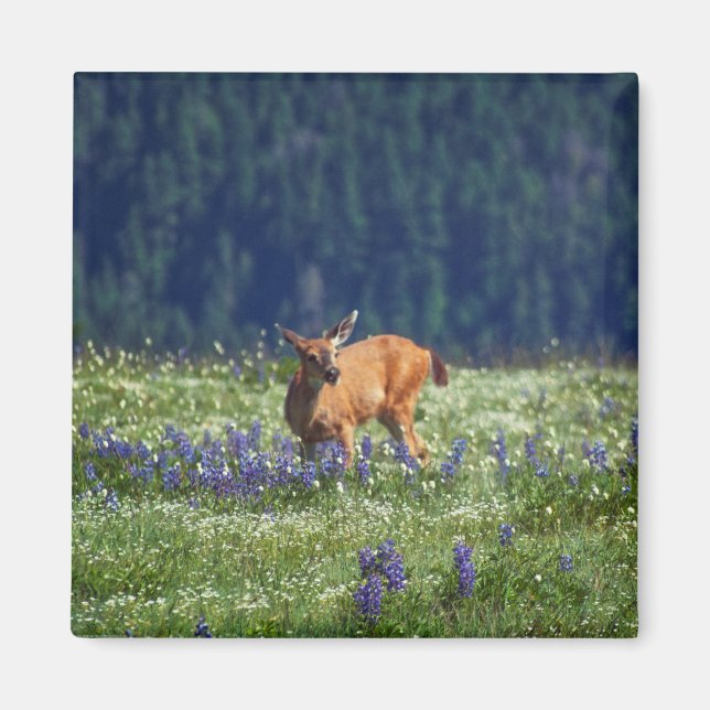 I Meadow Magnet (Framsidan)
