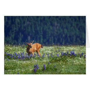 I Meadow OBS Kort