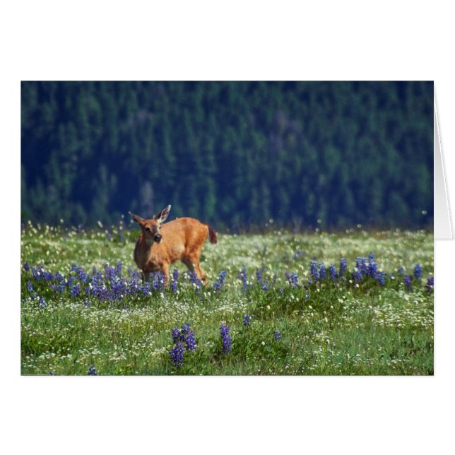 I Meadow OBS Kort (Framsidan Horizontal)