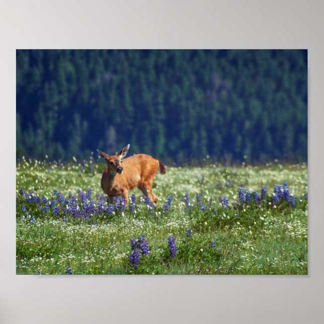 I Meadow Poster (Framsidan)