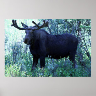 I naturlig storlek älg poster