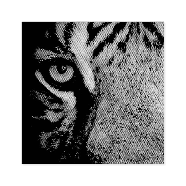 I Öga i en tiger Stämpel (Tryck)