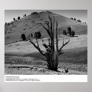 I området kring Bristle-Cone Gräs av Ansel Adams Poster
