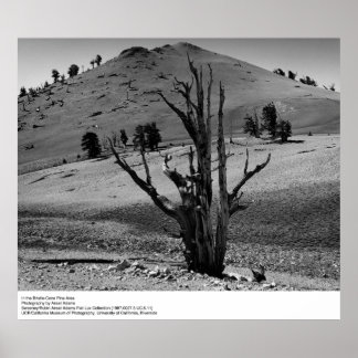 I området kring Bristle-Cone Gräs av Ansel Adams Poster