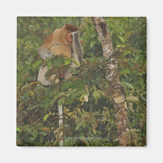 i regnskog, Borneo Island, Malaysia Magnet (Framsidan)