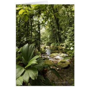 i regnskogen, Dominica Hälsningskort