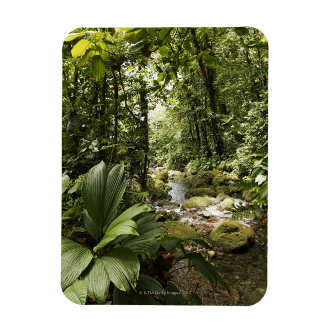 i regnskogen, Dominica Magnet (Vertikal)