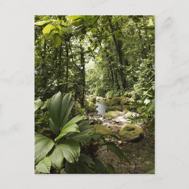 i regnskogen, Dominica Vykort (Framsida)