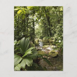 i regnskogen, Dominica Vykort