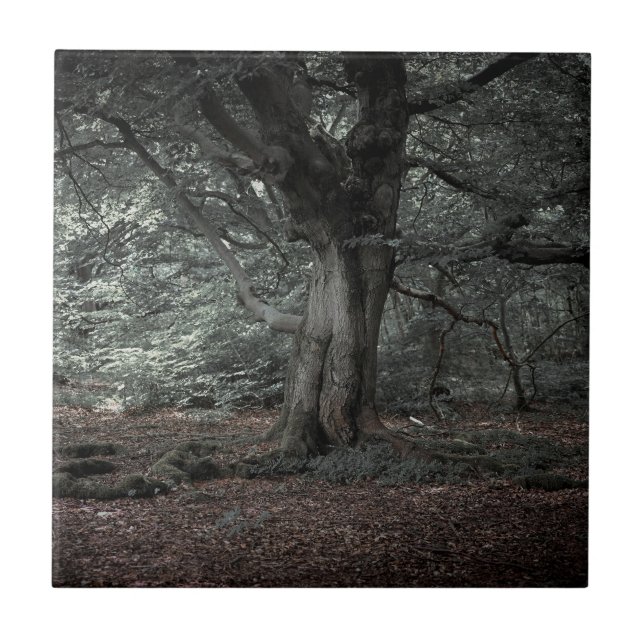 I sagoskogen     kakelplatta (Framsidan)