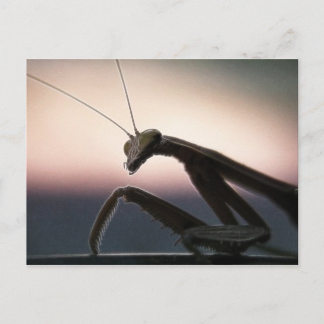 I silhouetten - bönsyrsa vykort (Framsida)