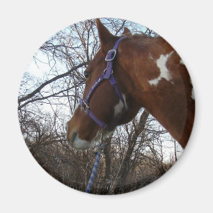 I Skogen jag tittar på Magnet