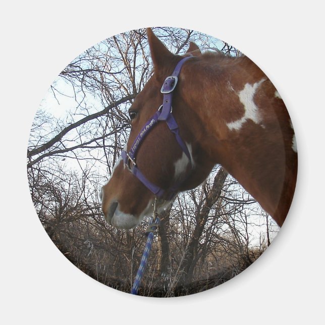 I Skogen jag tittar på Magnet (Framsidan)