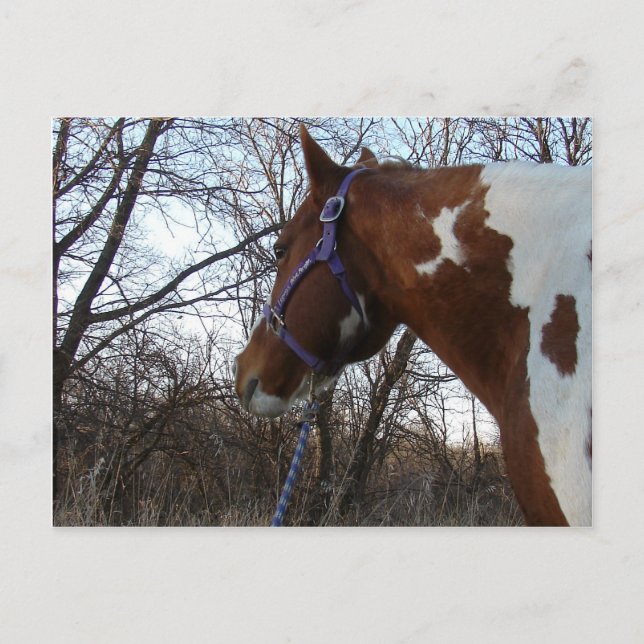 I Skogen jag tittar på Vykort (Framsida)