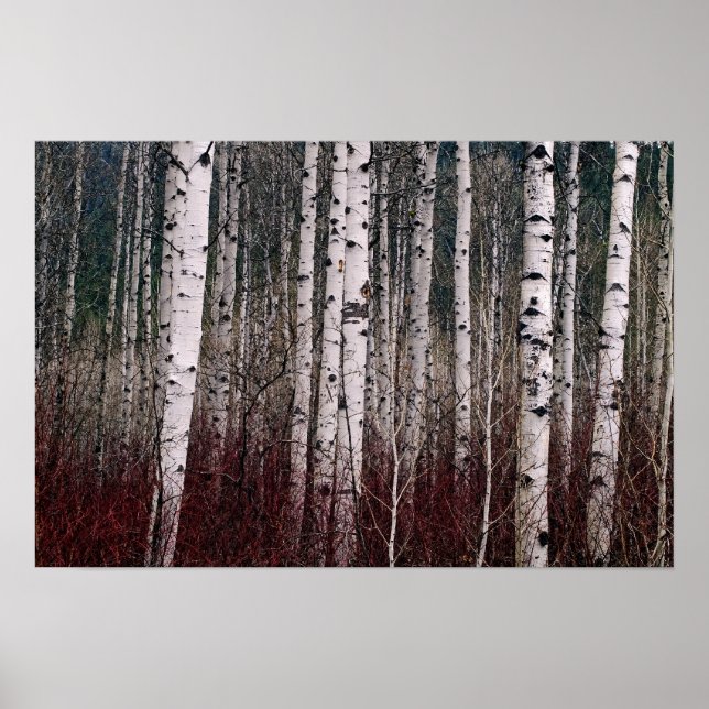 I Skogen. Poster (Framsidan)