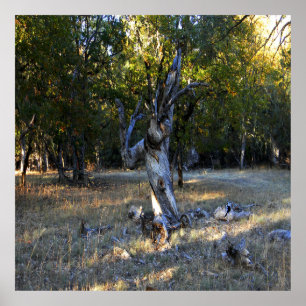 I skogen... poster