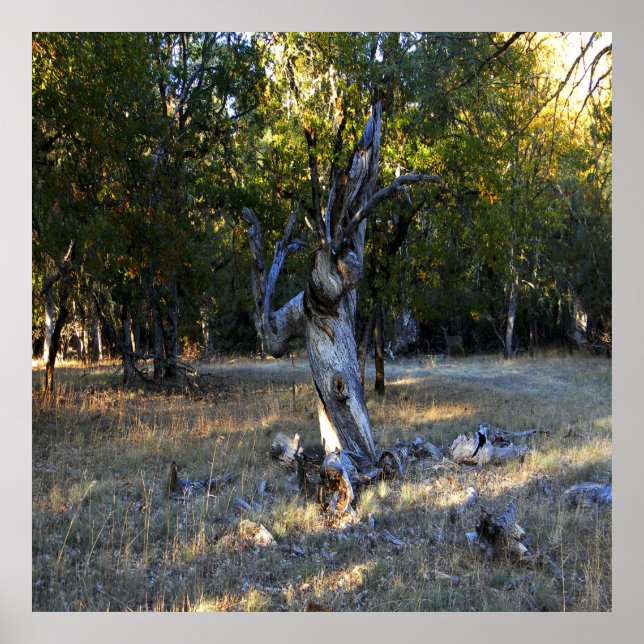 I skogen... poster (Framsidan)