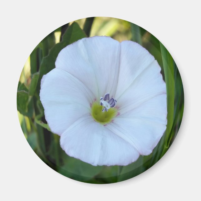 i skuggan magnet (Framsidan)