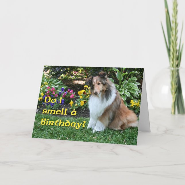 I Smell a Birthday Sheltie Kort (Framsida)
