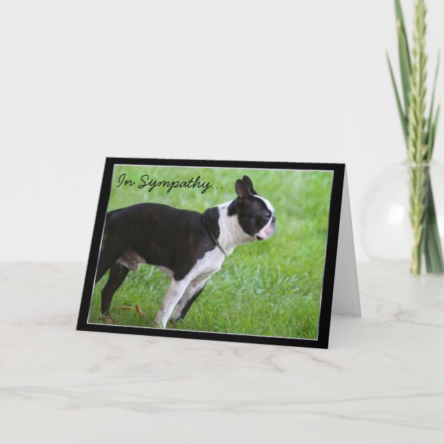 I Sympathy Boston Terrier-hälsningskort Kort (Framsida)