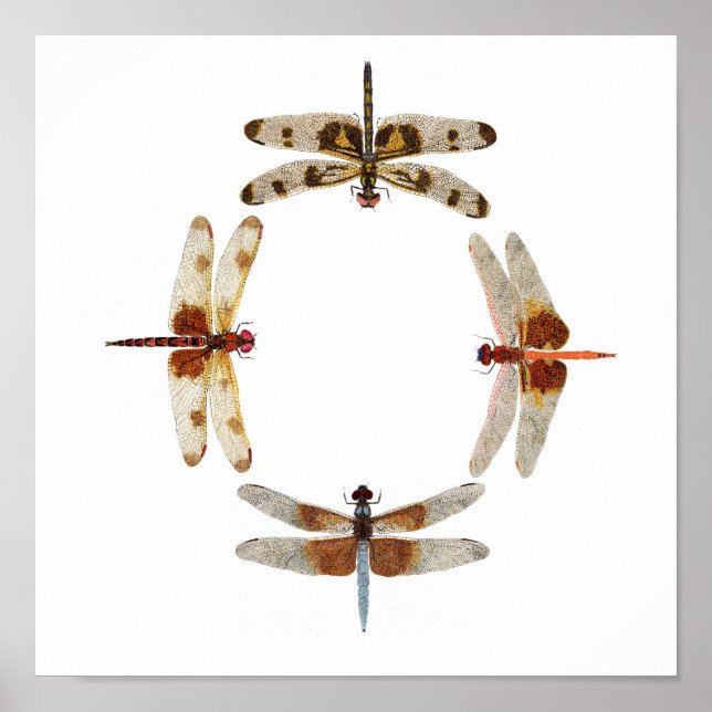 I synk - Circle of Dragonflies Art Poster (Framsidan)