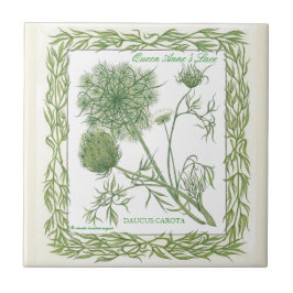 I trädgårds- ~-drottningAnne'sens snöre belägga Kakelplatta