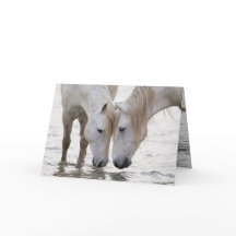 I Vatten vid gryning av hästhälsningskort