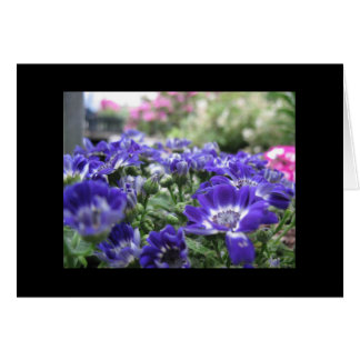 I violet… OBS kort