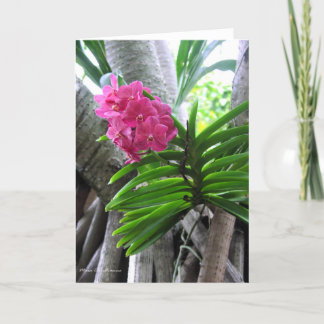 Iao Valley - Maui, Hawaii Kort