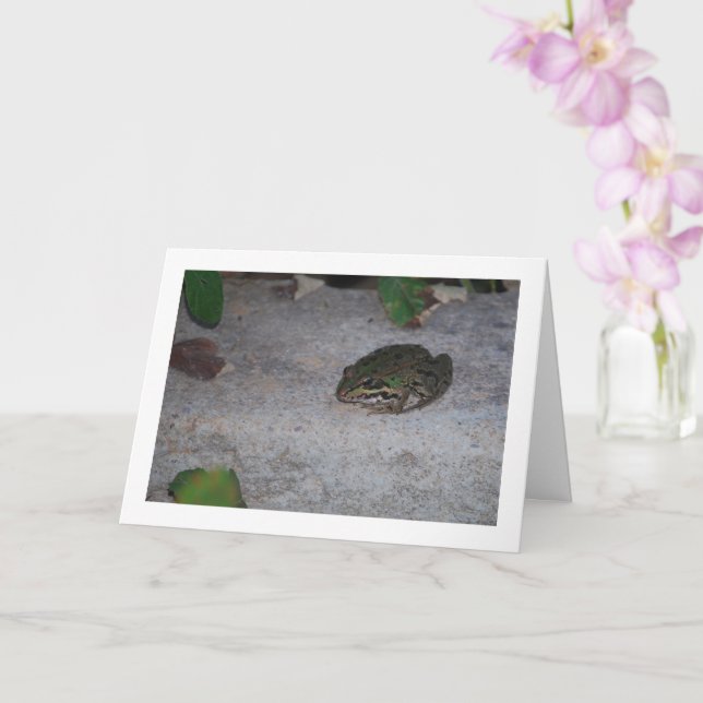 Iberian Frog Kort (Orkide)