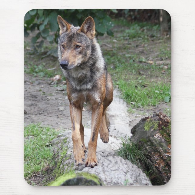 iberian varg musmatta (Framsidan)