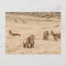 Ibex Herd Grazing in Sierra de Gredos, Spain Vykort