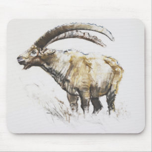 Ibex Noasca Musmatta
