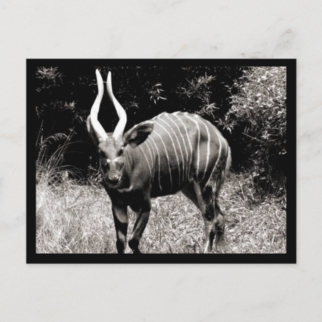 Ibex Vykort (Framsida)