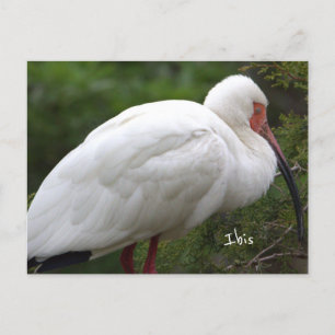 Ibis Bird Photo Postcard Vykort
