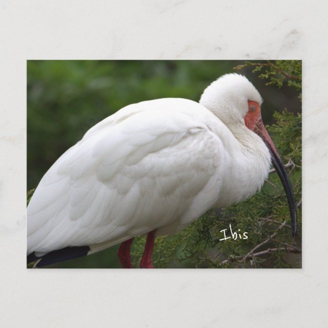 Ibis Bird Photo Postcard Vykort (Framsida)