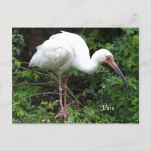Ibis Bird Photo Postcard Vykort