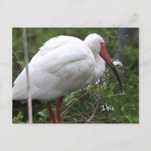 Ibis Bird Photo Postcard Vykort