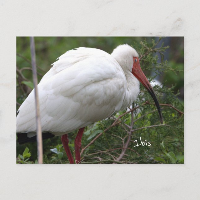 Ibis Bird Photo Postcard Vykort (Framsida)