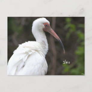 Ibis Bird Photo Postcard Vykort