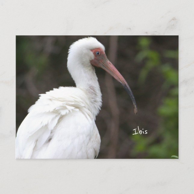 Ibis Bird Photo Postcard Vykort (Framsida)
