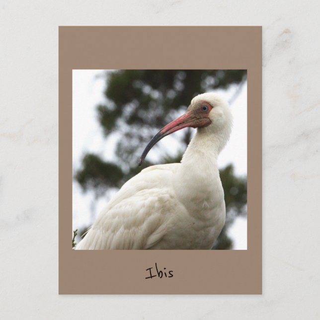 Ibis Bird Photo Postcard Vykort (Framsida)