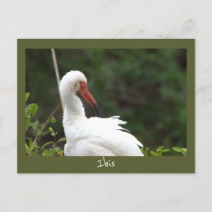 Ibis Bird Photo Postcard Vykort