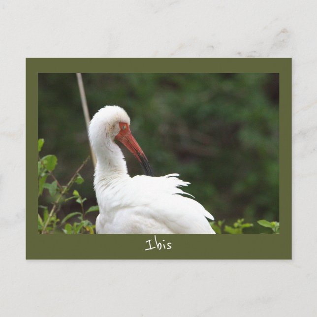 Ibis Bird Photo Postcard Vykort (Framsida)