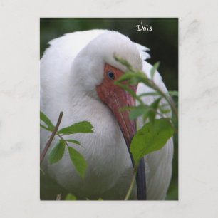 Ibis Bird Photo Postcard Vykort
