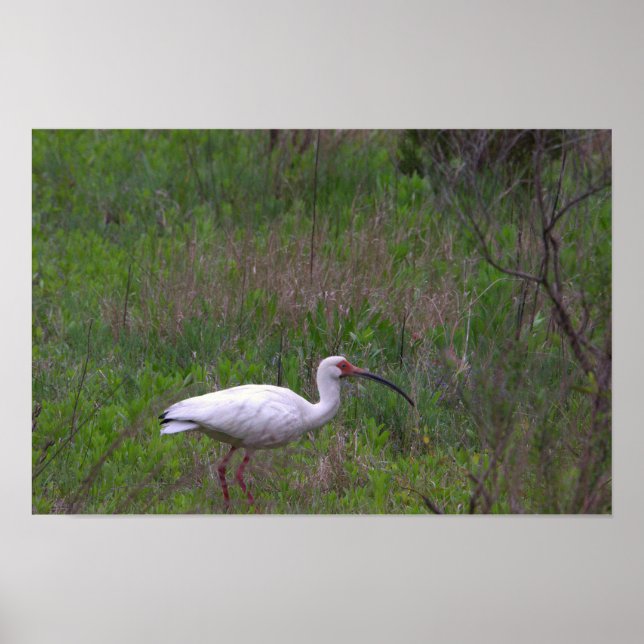 Ibis Bird Photo Poster (Framsidan)