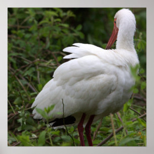 Ibis Bird Poster