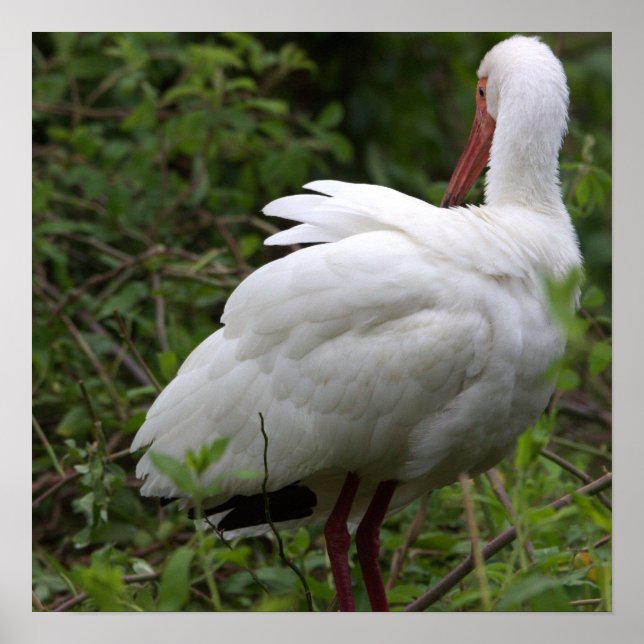 Ibis Bird Poster (Framsidan)